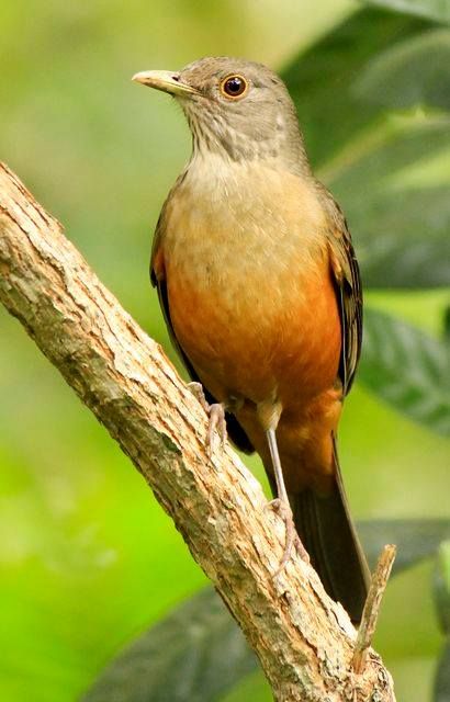 Rufous-bellied Thrush.jpg