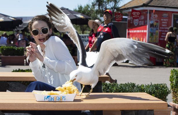 Seagull Attack.jpg