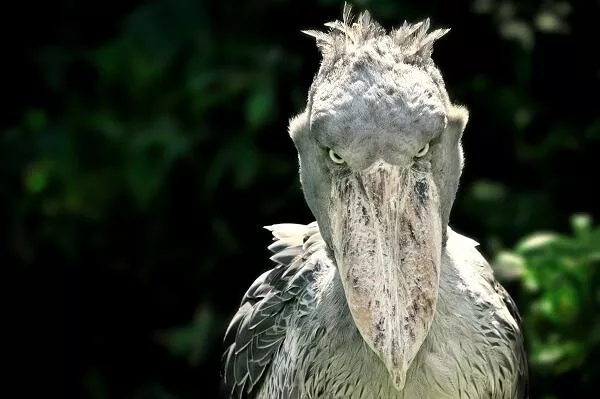 Shoebill.png