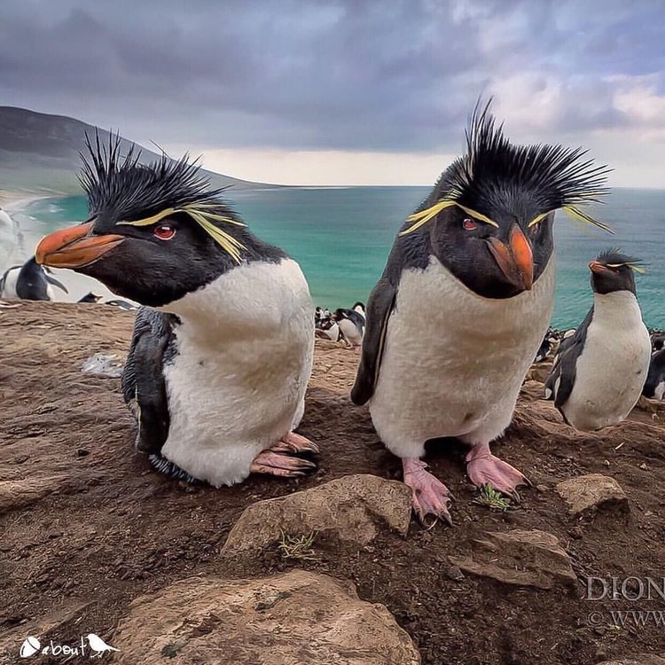 Southern Rockhopper Penguin.jpg