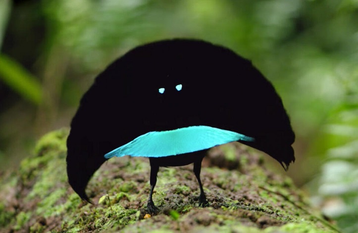 Superb Bird of Paradise.jpg