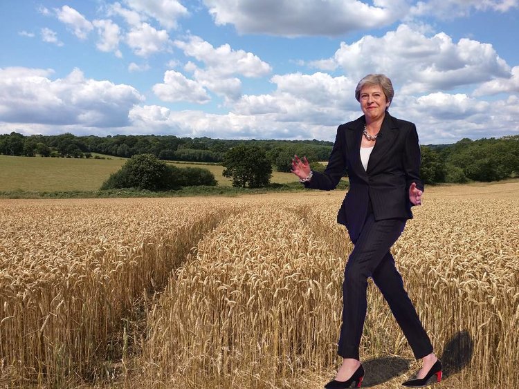 wheat-field1.jpg