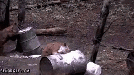1628920524996.gif