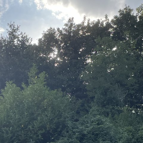 IMG_4856.jpeg