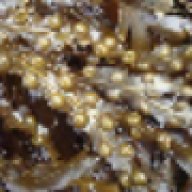Bladder Wrack