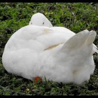 The Asexual Goose