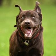 ExcitableWoof