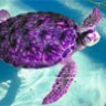 PurpleTurtle