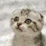 Snow Cherries