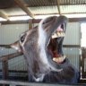 heehaw