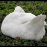 The Asexual Goose