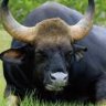 Free bison
