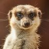 PerturbedMeerkat