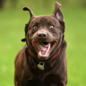 ExcitableWoof