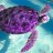 PurpleTurtle