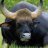 Free bison