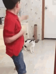 cat-karate-kick.gif