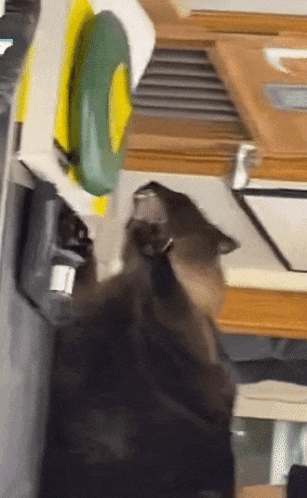 screaming-cat-cat-screaming.gif