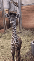 cute giraffe GIF
