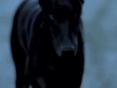 LOq-yT.gif