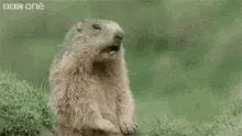 tenor.gif