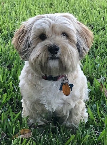 LhasaApsoPurebredRescueDogAndy1.jpg