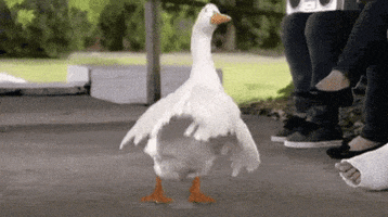 Goose GIF by memecandy