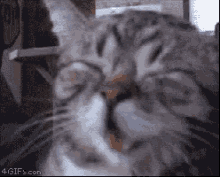 cute-laughing-cat.gif