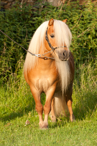 shutterstock_134490362.jpg