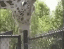 tenor.gif