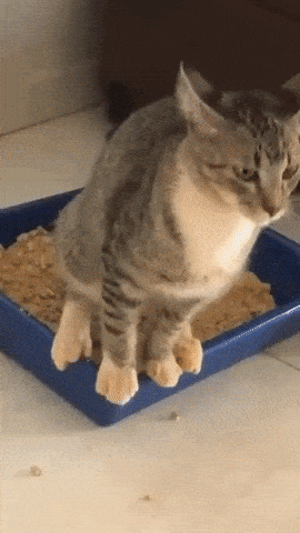 giphy-downsized-large.gif