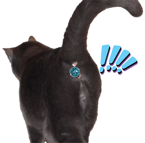 twinkletush.png