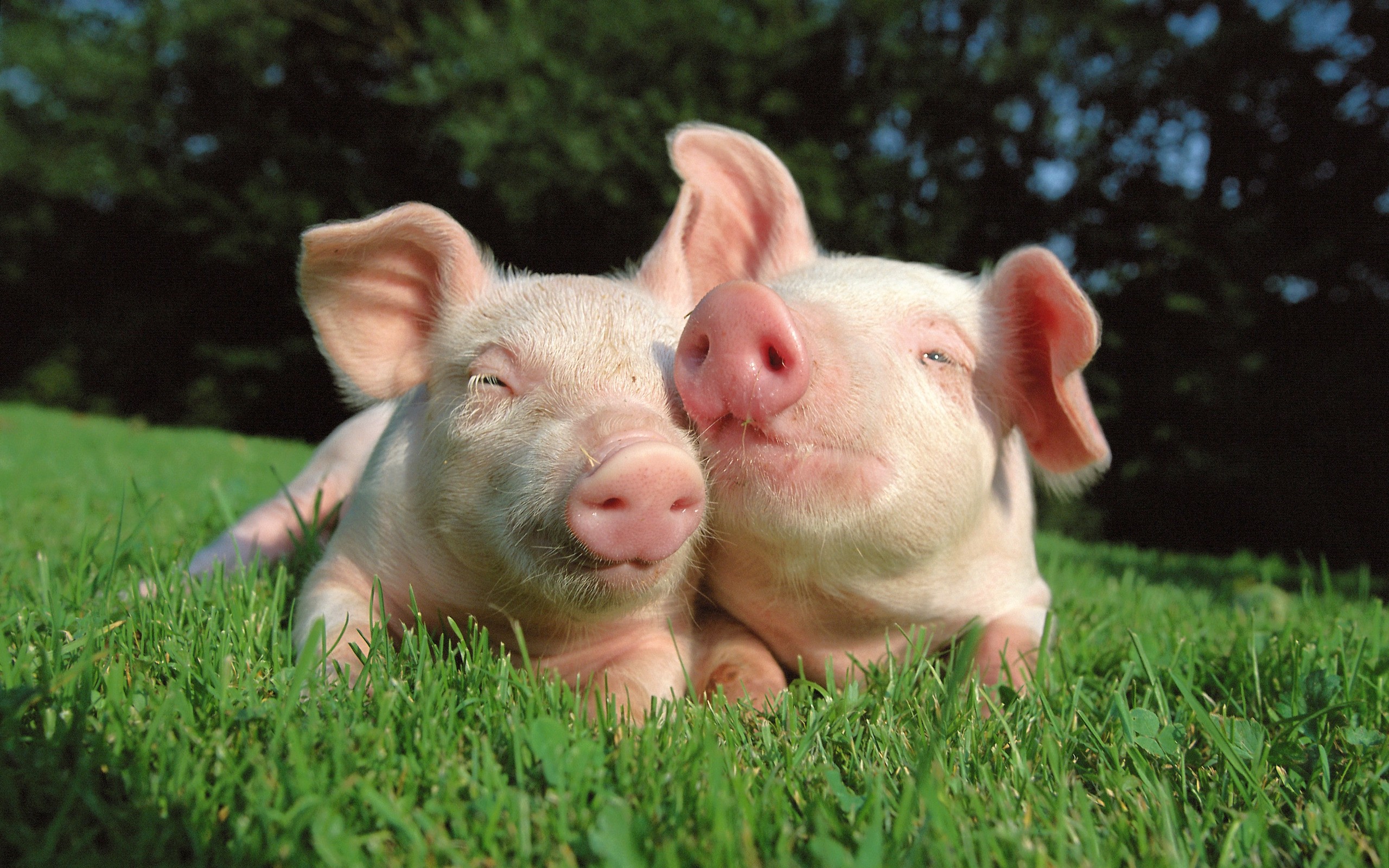 043_pig_love.jpg