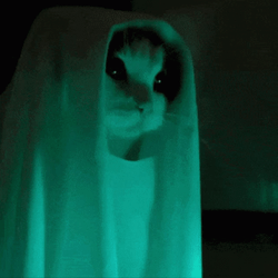 funny-ghost-cat-5z6pighpo9rqstzo.gif