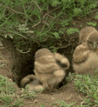 b7220b8ad4f5751b6bc1aad597c78503_w200.gif
