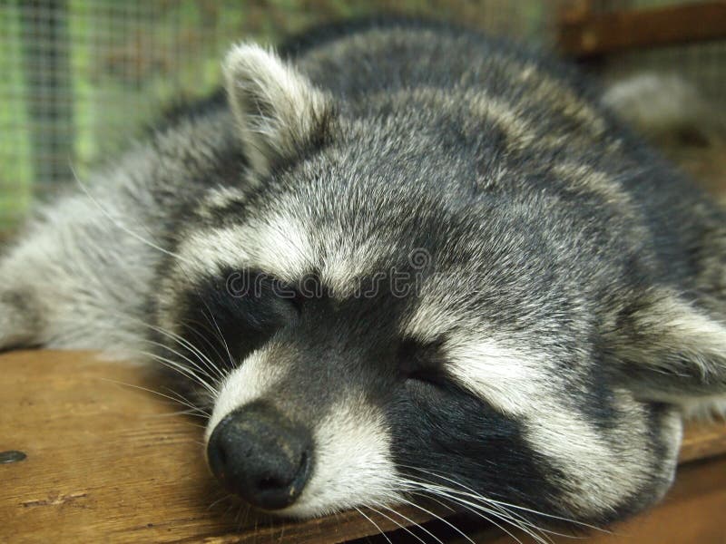 cute-muzzle-sleeping-raccoon-animals-face-100634891.jpg