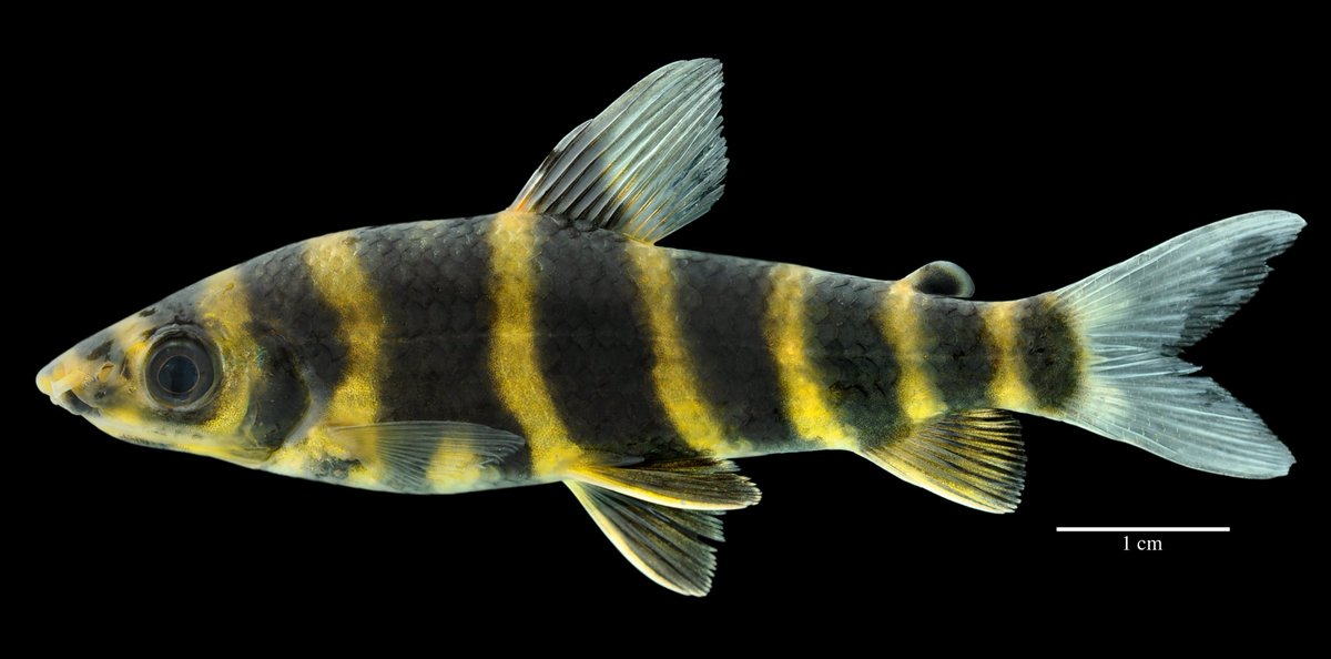 Brian Sidlauskas on X: Leporinus enyae and L. villasboasorum: new fish  species just described by my lab. Congrats, lead author @Evo_Ichs!  https://t.co/mvvzMDmNyC https://t.co/F42WiuzruD / X