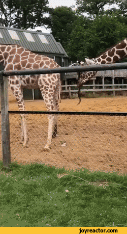 gif-animals-giraffe-6904833.gif