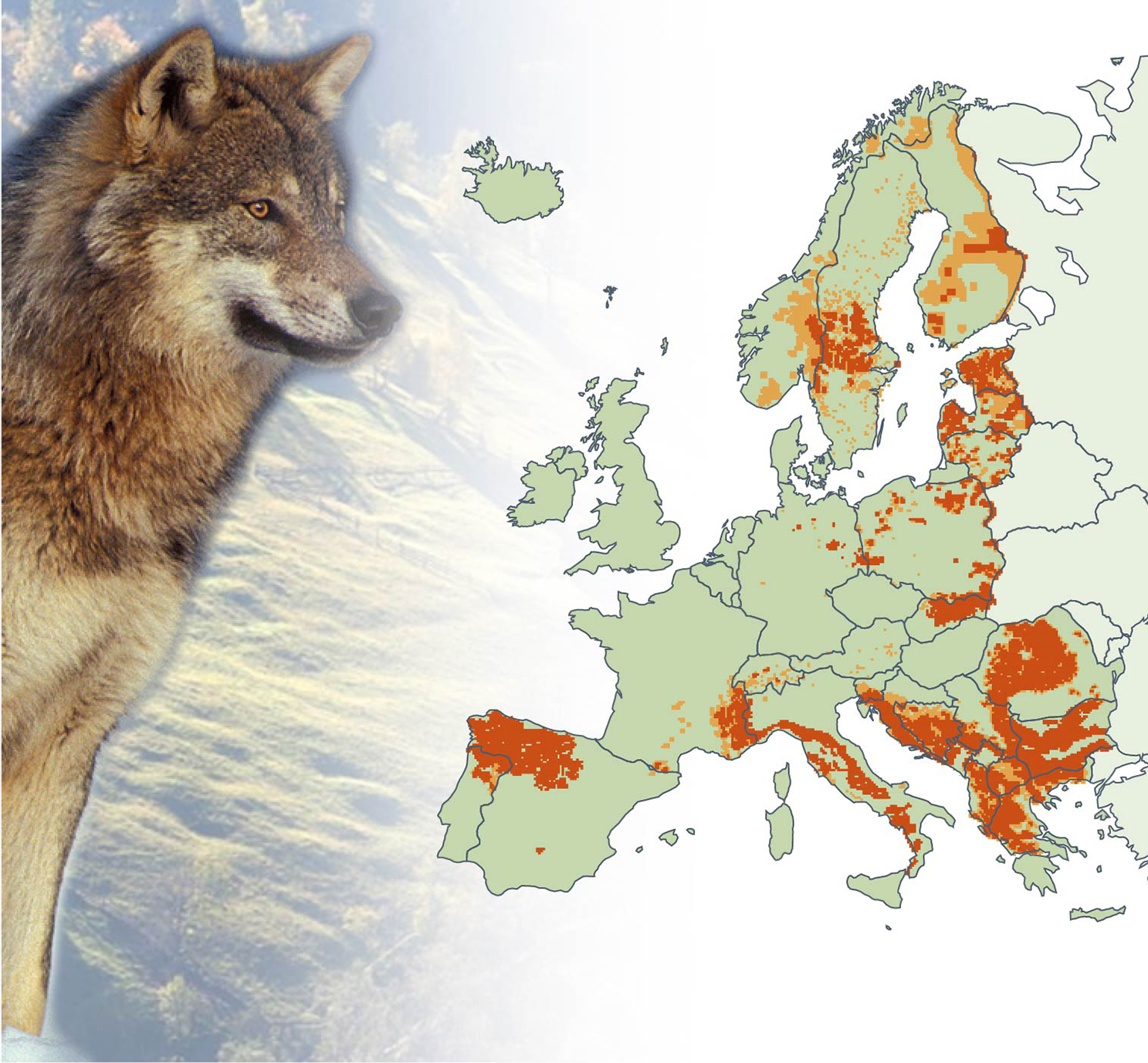 wolf_stor.jpg