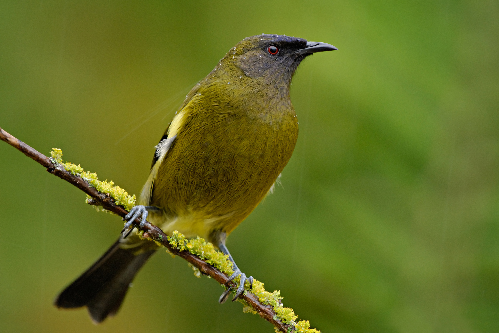 Bellbird2.jpg