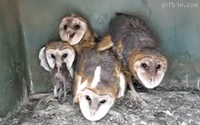 source.gif