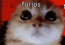 phobiamp3-kitty.gif