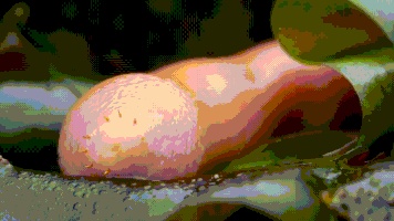 200.gif