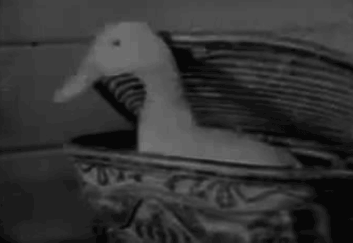 tumblr_lso4jcnFsy1qg6rkio1_500.gifv