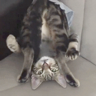6acef59ccdf7c1f3b397815cb8710b08.gif