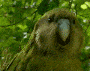 c8EZOxJ.gif