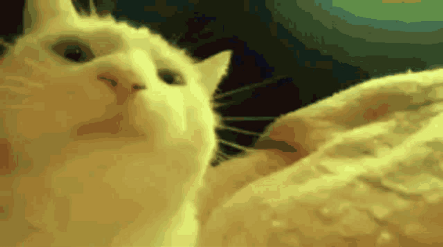 cat-bobbing-head-disco-party-changing-colors-k30342yiqit0vcde.gif