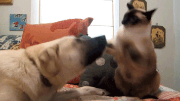 200.gif