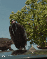 200.gif
