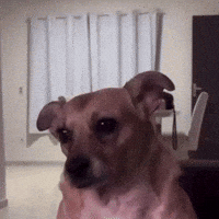 Dog What GIF by lgcapucci